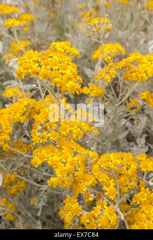 Eine schöne Dusty Miller Silber Kreuzkraut Pflanze in voller Blüte viele reiche knallgelben Blüten Jacobaea Maritima Senecio Zinerarie Stockfoto