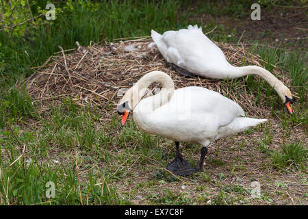 Paar der Verschachtelung stumm im späten Frühjahr Schwäne (Cygnus Olor) bei & Feuchtgebiete Wildlife Trust, West Sussex, UK Stockfoto