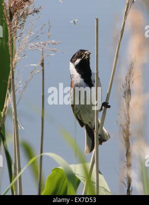 Männliche Reed Bunting (Emberiza Schoeniclus) in einem Reed-Wolke, Insekten zu fangen Stockfoto