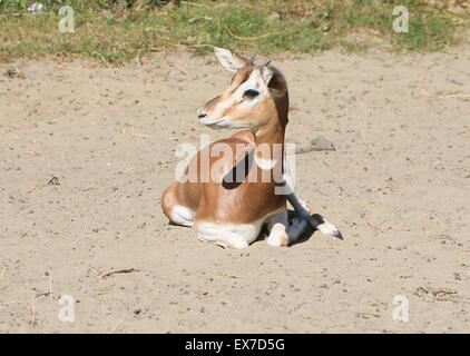 Juvenile nordafrikanischen Mhorrgazelle Gazellen (Nanger Dama), Stockfoto