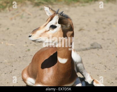 Juvenile nordafrikanischen Mhorrgazelle Gazellen (Nanger Dama), Nahaufnahme des Kopfes Stockfoto