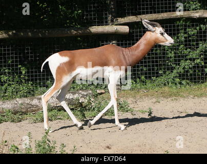 Nordafrikanischen Mhorrgazelle Gazellen (Nanger Dama), in freier Wildbahn ausgestorben Zuchtprogramm im Blijdorp Zoo von Rotterdam (Zaun sichtbar) Stockfoto