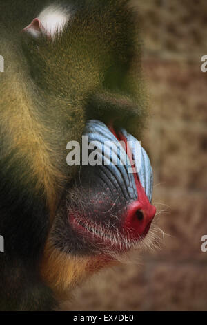 Mandrill (Mandrillus Sphinx) in Usti Nad Labem Zoo in Nordböhmen, Tschechien. Stockfoto