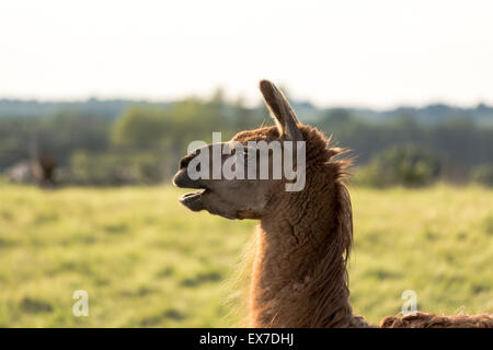 Lama mit offenem Mund und Ohren Stockfoto