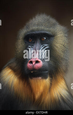 Mandrill (Mandrillus Sphinx) in Usti Nad Labem Zoo in Nordböhmen, Tschechien. Stockfoto
