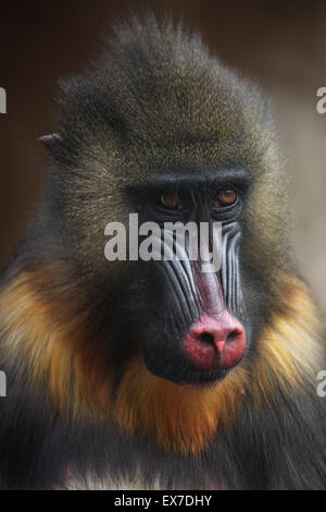 Mandrill (Mandrillus Sphinx) in Usti Nad Labem Zoo in Nordböhmen, Tschechien. Stockfoto