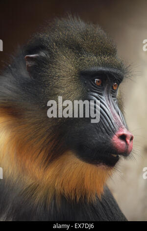 Mandrill (Mandrillus Sphinx) in Usti Nad Labem Zoo in Nordböhmen, Tschechien. Stockfoto