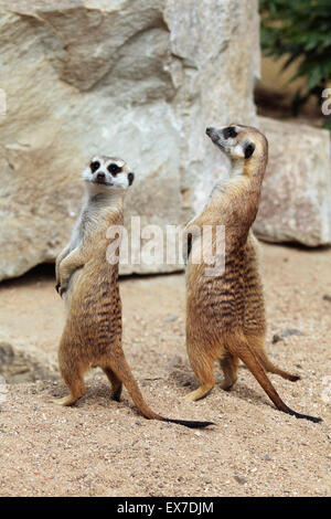 Erdmännchen (Suricata Suricatta), auch bekannt als die Suricate in Usti Nad Labem Zoo in Nordböhmen, Tschechien. Stockfoto