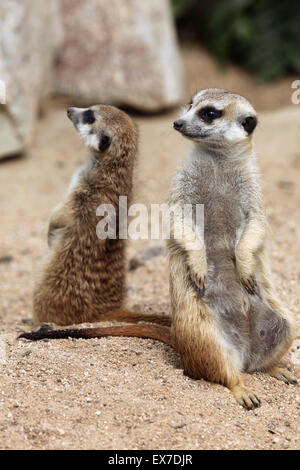 Erdmännchen (Suricata Suricatta), auch bekannt als die Suricate in Usti Nad Labem Zoo in Nordböhmen, Tschechien. Stockfoto