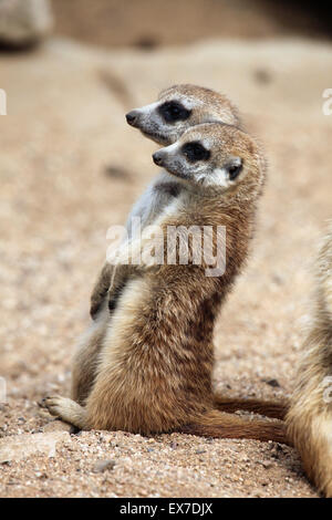 Erdmännchen (Suricata Suricatta), auch bekannt als die Suricate in Usti Nad Labem Zoo in Nordböhmen, Tschechien. Stockfoto