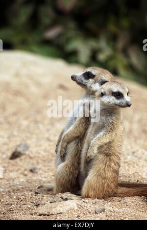 Erdmännchen (Suricata Suricatta), auch bekannt als die Suricate in Usti Nad Labem Zoo in Nordböhmen, Tschechien. Stockfoto