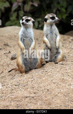 Erdmännchen (Suricata Suricatta), auch bekannt als die Suricate in Usti Nad Labem Zoo in Nordböhmen, Tschechien. Stockfoto