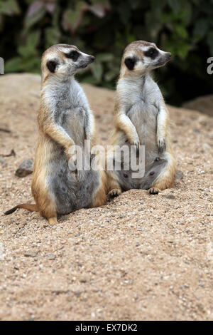 Erdmännchen (Suricata Suricatta), auch bekannt als die Suricate in Usti Nad Labem Zoo in Nordböhmen, Tschechien. Stockfoto