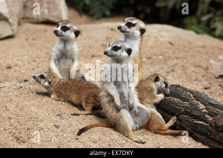 Erdmännchen (Suricata Suricatta), auch bekannt als die Suricate in Usti Nad Labem Zoo in Nordböhmen, Tschechien. Stockfoto