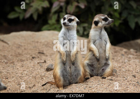 Erdmännchen (Suricata Suricatta), auch bekannt als die Suricate in Usti Nad Labem Zoo in Nordböhmen, Tschechien. Stockfoto