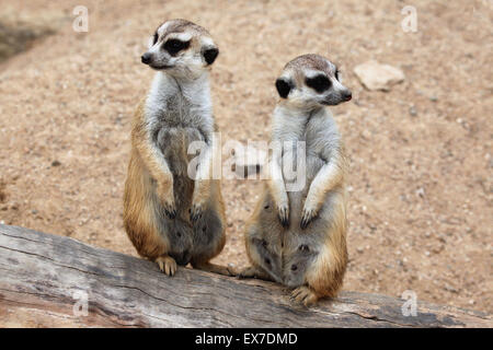Erdmännchen (Suricata Suricatta), auch bekannt als die Suricate in Usti Nad Labem Zoo in Nordböhmen, Tschechien. Stockfoto