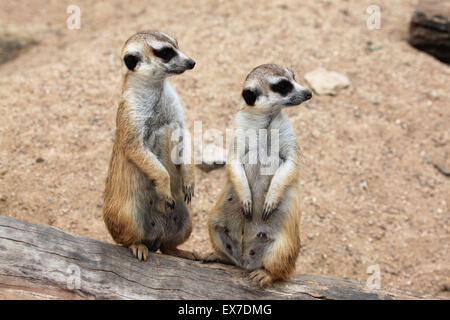 Erdmännchen (Suricata Suricatta), auch bekannt als die Suricate in Usti Nad Labem Zoo in Nordböhmen, Tschechien. Stockfoto