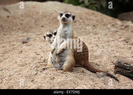 Erdmännchen (Suricata Suricatta), auch bekannt als die Suricate in Usti Nad Labem Zoo in Nordböhmen, Tschechien. Stockfoto