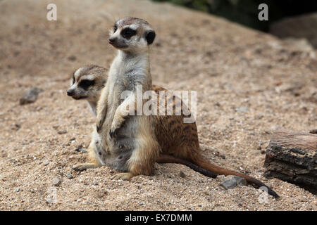 Erdmännchen (Suricata Suricatta), auch bekannt als die Suricate in Usti Nad Labem Zoo in Nordböhmen, Tschechien. Stockfoto