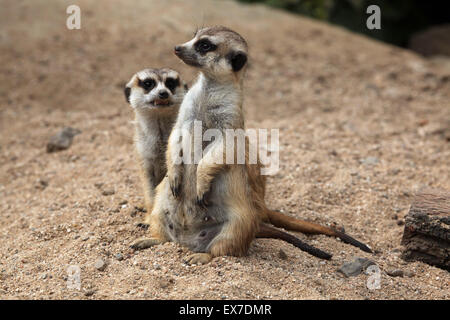 Erdmännchen (Suricata Suricatta), auch bekannt als die Suricate in Usti Nad Labem Zoo in Nordböhmen, Tschechien. Stockfoto
