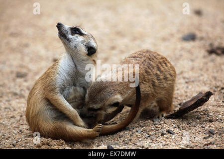 Erdmännchen (Suricata Suricatta), auch bekannt als die Suricate in Usti Nad Labem Zoo in Nordböhmen, Tschechien. Stockfoto