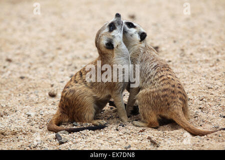 Erdmännchen (Suricata Suricatta), auch bekannt als die Suricate in Usti Nad Labem Zoo in Nordböhmen, Tschechien. Stockfoto
