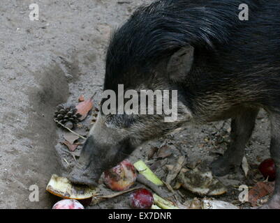 Southeast Asian Visayan warty Schwein (Sus Cebifrons), Nahaufnahme des Kopfes während der Fütterung.  Zuchtprogramm im Blijdorp Zoo von Rotterdam Stockfoto