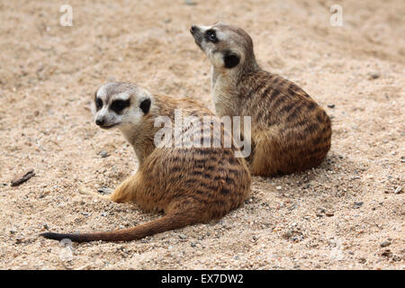 Erdmännchen (Suricata Suricatta), auch bekannt als die Suricate in Usti Nad Labem Zoo in Nordböhmen, Tschechien. Stockfoto