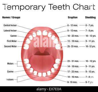 Temporäre Zähne - Namen, Gruppen, Dauer der Eruption und vergießen der Kinder Zähne. Stockfoto