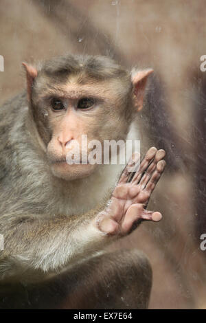 Motorhaube Makaken (Macaca Radiata) Blick durch Glas in Usti Nad Labem Zoo in Nordböhmen, Tschechien. Stockfoto