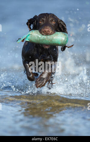 Arbeitende Spaniel Test Dummy im Wasser während der Hitzesommer abrufen Stockfoto