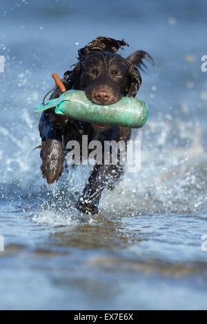 Arbeitende Spaniel Test Dummy im Wasser während der Hitzesommer abrufen Stockfoto