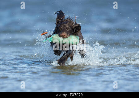 Arbeitende Spaniel Test Dummy im Wasser während der Hitzesommer abrufen Stockfoto