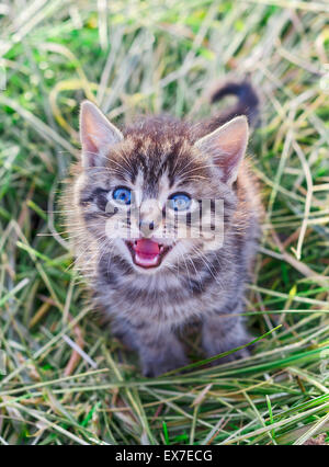 Miauen grau gestreiftes Kätzchen. Gestreifte nicht reinrassigen Kätzchen. Kätzchen auf dem grünen Rasen. Kleines Raubtier. Kleine Katze. Stockfoto