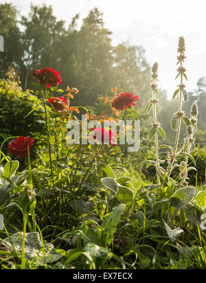 rote Rosen im Garten des Abends nach dem Regen Stockfoto