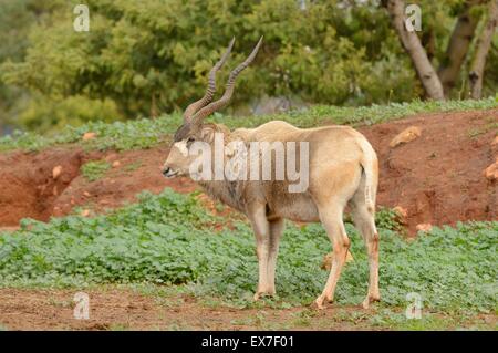 Mendesantilope Addax Nasomaculatus vom Aussterben bedroht. Zoo Rabat, Marokko Stockfoto