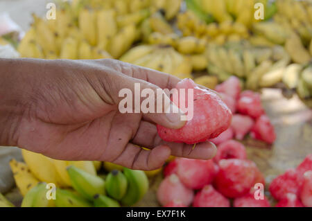 Rosenapfel (Myrtaceae) bei einem Mann die hand, Mahé, Seychellen Stockfoto