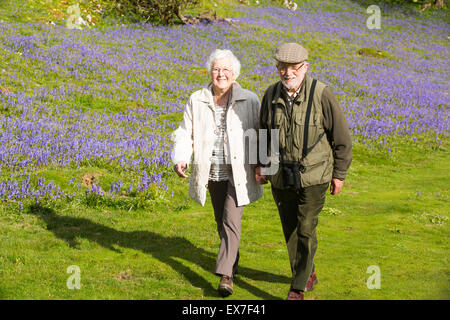 Ein altes Ehepaar, ein Spaziergang durch Glockenblumen über Austwick in den Yorkshire Dales, UK. Stockfoto