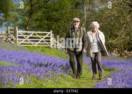 Ein altes Ehepaar, ein Spaziergang durch Glockenblumen über Austwick in den Yorkshire Dales, UK. Stockfoto