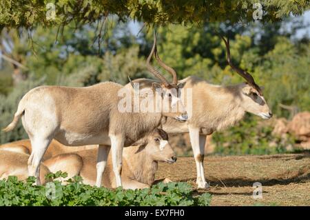 Mendesantilope Addax Nasomaculatus vom Aussterben bedroht. Zoo Rabat, Marokko Stockfoto