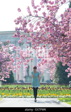 Ein Mädchen geht durch rosa Blüte im Cathays Park, Cardiff, Südwales, während warme Frühlingswetter. Stockfoto