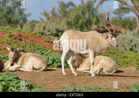 Mendesantilope Addax Nasomaculatus vom Aussterben bedroht. Zoo Rabat, Marokko Stockfoto