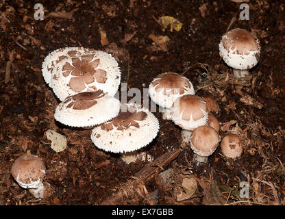 Chlorophyllum Rhacodes, früher bekannt als Macrolepiota Rhacodes oder Lepiota Rhacodes.  Eine ausgezeichnete Speisepilz. Stockfoto