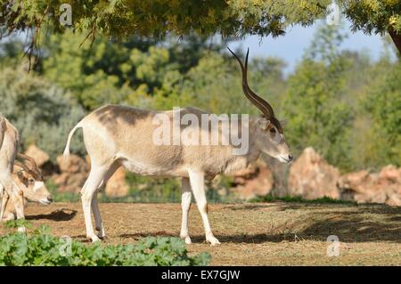 Mendesantilope Addax Nasomaculatus vom Aussterben bedroht. Zoo Rabat, Marokko Stockfoto