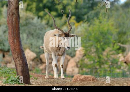 Mendesantilope Addax Nasomaculatus vom Aussterben bedroht. Zoo Rabat, Marokko Stockfoto