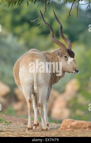 Mendesantilope Addax Nasomaculatus vom Aussterben bedroht. Zoo Rabat, Marokko Stockfoto