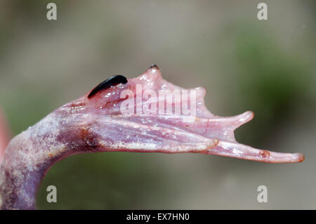 Östlichen katzenähnliche Kröte, Scaphiopus Holbrookii. Stockfoto