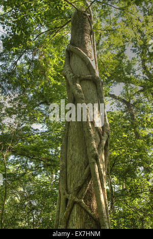 Eine Würgefeige (Ficus Aurea) einer Sumpfzypresse (Taxodium Distichum) Kletterbaum in Corkscrew Swamp Sanctuary Stockfoto