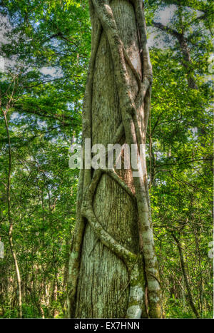 Eine Würgefeige (Ficus Aurea) einer Sumpfzypresse (Taxodium Distichum) Kletterbaum in Corkscrew Swamp Sanctuary Stockfoto