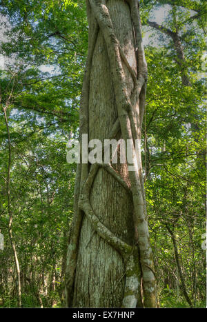 Eine Würgefeige (Ficus Aurea) einer Sumpfzypresse (Taxodium Distichum) Kletterbaum in Corkscrew Swamp Sanctuary Stockfoto